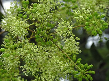 Devil's-walkingstick (Aralia spinosa)