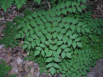 Devil's-walkingstick (Aralia spinosa)