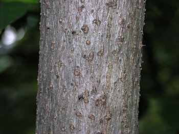 Devil's-walkingstick (Aralia spinosa)