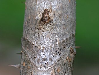 Devil's-walkingstick (Aralia spinosa)