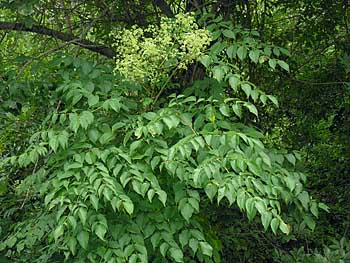 Devil's-walkingstick (Aralia spinosa)