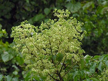 Devil's-walkingstick (Aralia spinosa)