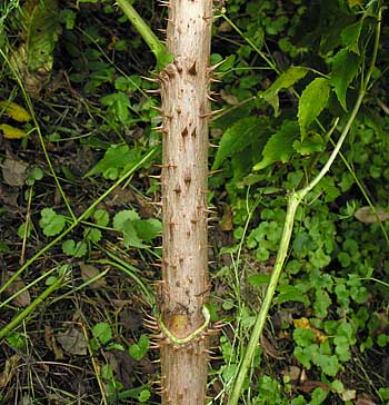 Devil's-walkingstick (Aralia spinosa)