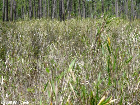 Switch Cane (Arundinaria tecta)