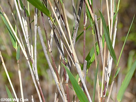 Switch Cane (Arundinaria tecta)