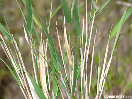 Switch Cane (Arundinaria tecta)