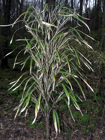 Switch Cane (Arundinaria tecta)