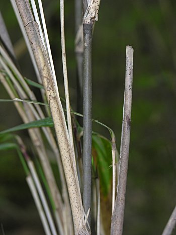 Switch Cane (Arundinaria tecta)
