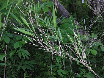 Switch Cane (Arundinaria tecta)