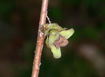 Smallflower Pawpaw (Asimina parviflora)