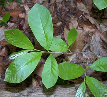 Smallflower Pawpaw (Asimina parviflora)