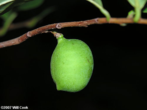 Smallflower Pawpaw (Asimina parviflora)