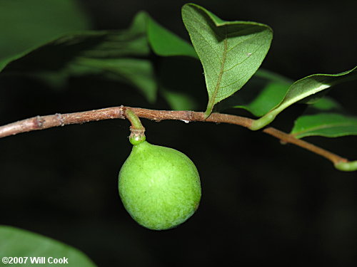 Smallflower Pawpaw (Asimina parviflora)