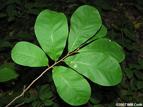 Smallflower Pawpaw (Asimina parviflora)