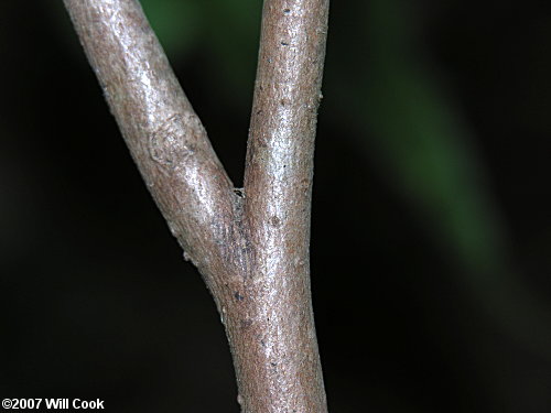 Smallflower Pawpaw (Asimina parviflora)