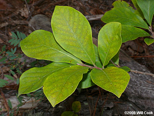 Smallflower Pawpaw (Asimina parviflora)