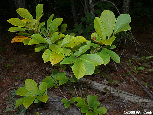 Smallflower Pawpaw (Asimina parviflora)