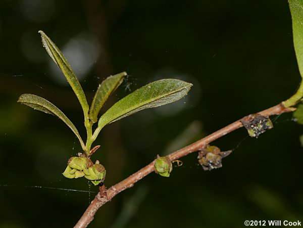 Smallflower Pawpaw (Asimina parviflora)