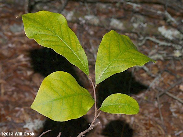 Smallflower Pawpaw (Asimina parviflora) leaves