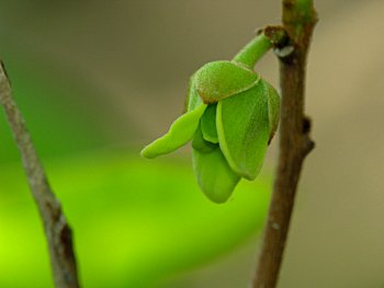 Smallflower Pawpaw (Asimina parviflora)