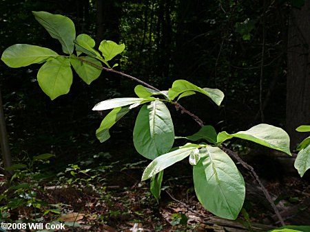 Smallflower Pawpaw (Asimina parviflora)