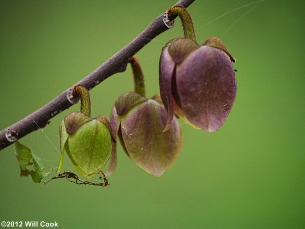 Pawpaw (Asimina triloba) flowers