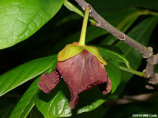 Pawpaw (Asimina triloba) flower