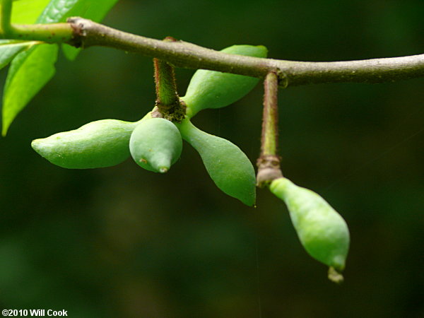 Pawpaw (Asimina triloba) fruits