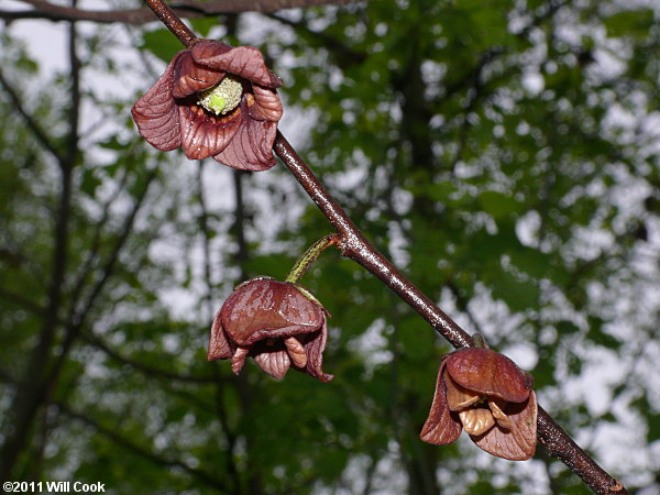 Pawpaw (Asimina triloba) flowers