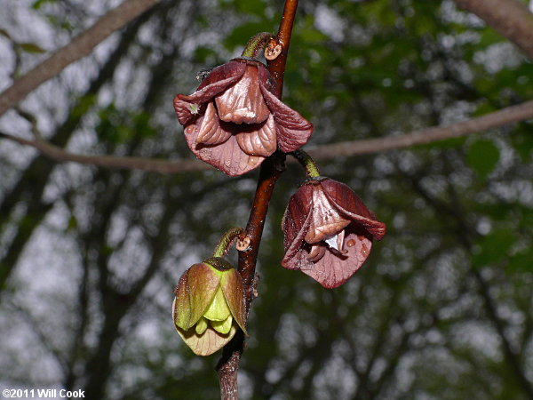 Pawpaw (Asimina triloba) flowers