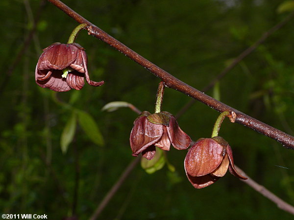 Pawpaw (Asimina triloba) flowers