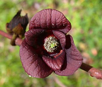 Pawpaw (Asimina triloba) flowers