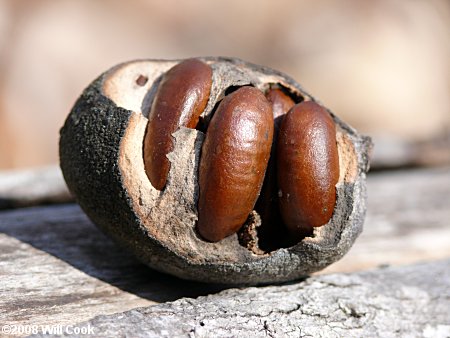 Pawpaw (Asimina triloba) seeds