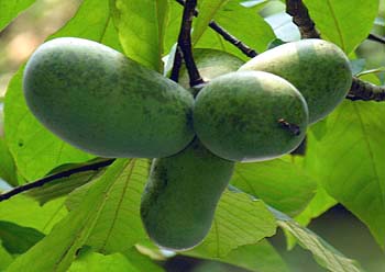 Pawpaw (Asimina triloba) fruits