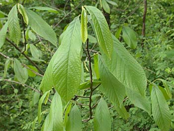 Pawpaw (Asimina triloba)