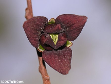 Pawpaw (Asimina triloba) flowers