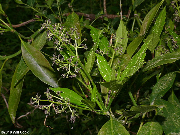 Aucuba (Aucuba japonica)