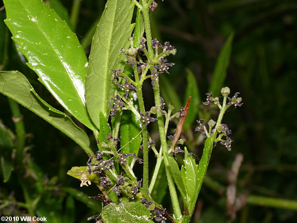 Aucuba (Aucuba japonica)