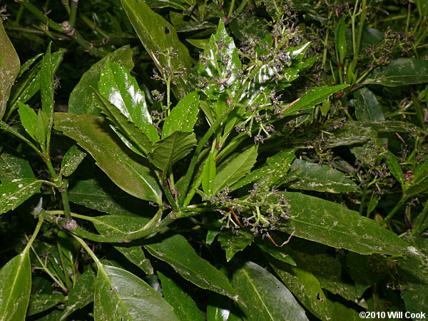 Aucuba (Aucuba japonica)