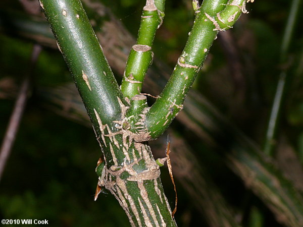 Aucuba (Aucuba japonica)