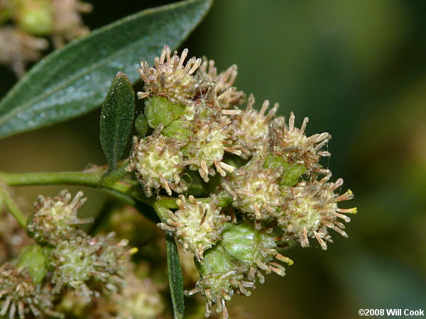 Baccharis halimifolia