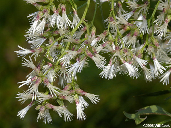 Baccharis halimifolia