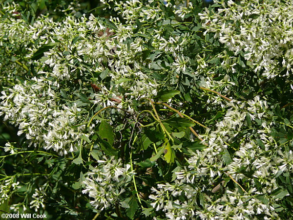 Baccharis halimifolia