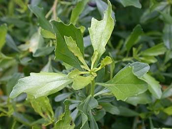 Baccharis halimifolia