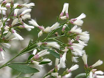 Baccharis halimifolia