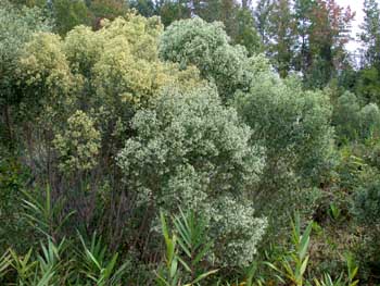 Baccharis halimifolia