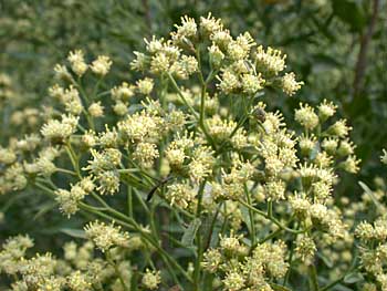 Baccharis halimifolia