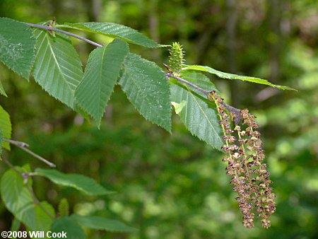 Yellow Birch (Betula alleghaniensis)