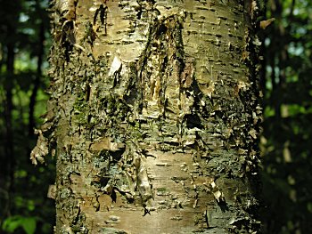 Yellow Birch (Betula alleghaniensis) bark