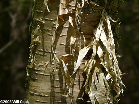 Yellow Birch (Betula alleghaniensis) bark